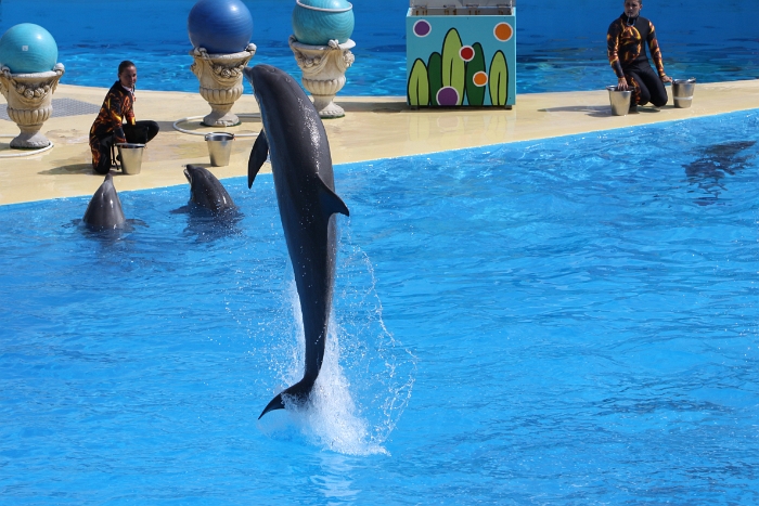 Marineland - Dauphins - 029